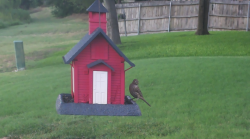/Birds/Thumbs/20240724/found20240724-192021.png 
