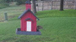 /Birds/Thumbs/20240724/found20240724-192103.png 