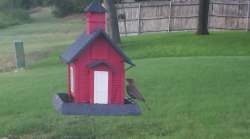 /Birds/Thumbs/20240724/found20240724-192332.png 
