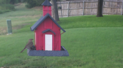 /Birds/Thumbs/20240724/found20240724-192517.png 