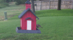 /Birds/Thumbs/20240724/found20240724-192716.png 