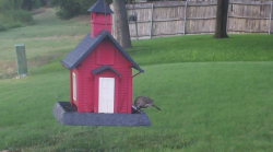 /Birds/Thumbs/20240724/found20240724-192828.png 