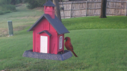 /Birds/Thumbs/20240724/found20240724-195015.png 