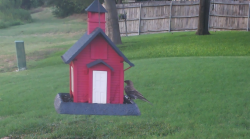 /Birds/Thumbs/20240724/found20240724-195910.png 