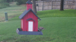 /Birds/Thumbs/20240724/found20240724-200039.png 