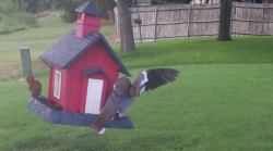 /Birds/Thumbs/20240725/found20240725-175358.png 