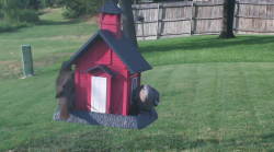 /Birds/Thumbs/20240726/found20240726-185251.png 
