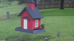/Birds/Thumbs/20240727/found20240727-081327.png 