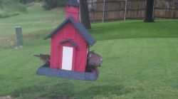 /Birds/Thumbs/20240727/found20240727-082435.png 