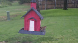 /Birds/Thumbs/20240727/found20240727-084330.png 