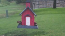 /Birds/Thumbs/20240728/found20240728-073530.png 
