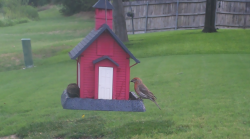 /Birds/Thumbs/20240728/found20240728-074109.png 