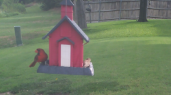 /Birds/Thumbs/20240728/found20240728-084237.png 