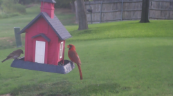 /Birds/Thumbs/20240730/found20240730-082438.png 