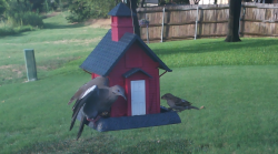 /Birds/Thumbs/20240730/found20240730-185314.png 