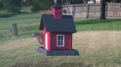/Birds/Thumbs/20240809/found20240809-185406.png 