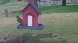 /Birds/Thumbs/20240902/found20240902-154959.png 