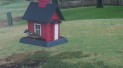 /Birds/Thumbs/20240904/found20240904-095935.png 