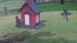 /Birds/Thumbs/20240904/found20240904-125327.png 