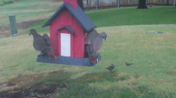 /Birds/Thumbs/20240904/found20240904-125750.png 