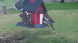 /Birds/Thumbs/20240905/found20240905-084909.png 