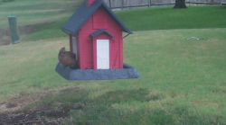 /Birds/Thumbs/20240905/found20240905-112159.png 
