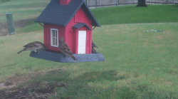 /Birds/Thumbs/20240905/found20240905-113848.png 