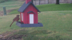 /Birds/Thumbs/20240905/found20240905-194850.png 
