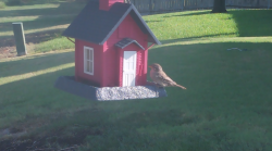 /Birds/Thumbs/20240906/found20240906-092216.png 