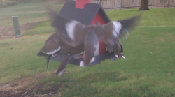 /Birds/Thumbs/20240908/found20240908-080459.png 
