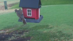 /Birds/Thumbs/20240923/found20240923-085931.png 