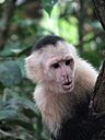 Monkeys